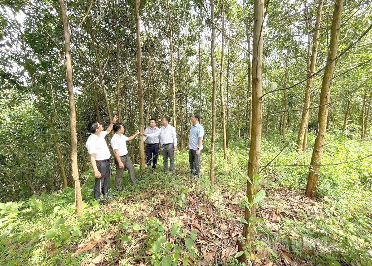 The leaders of Tan My commune survey the FSC-certified forest plantation in Na Hec village.