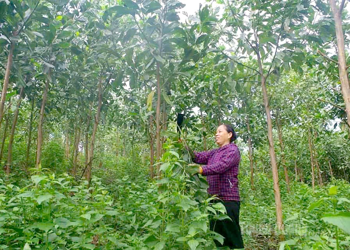 Bà Quan Thị Nìu, thôn Bản Chẳng chăm sóc rừng FSC.