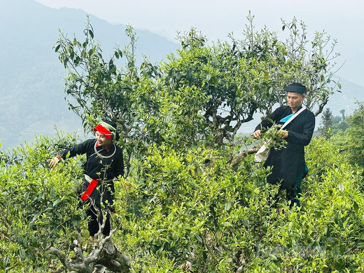 Người Dao xã Thanh Thủy thu hoạch chè Shan tuyết cổ thụ trên dãy Tây Côn Lĩnh .