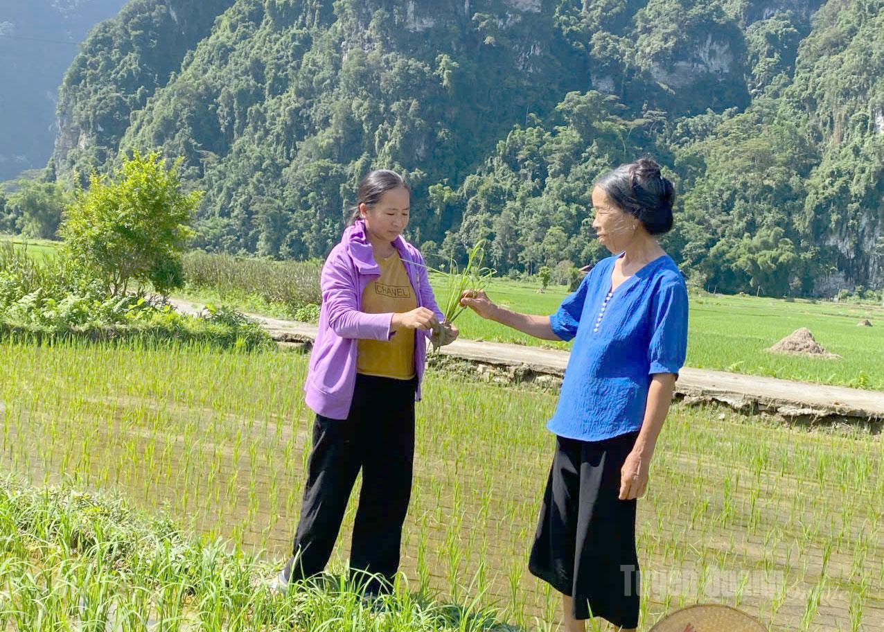 Bí thư chi bộ, trưởng thôn Quan Thị Vân (bên trái ảnh) hướng dẫn người dân chăm sóc lúa đặc sản Khẩu Mang.