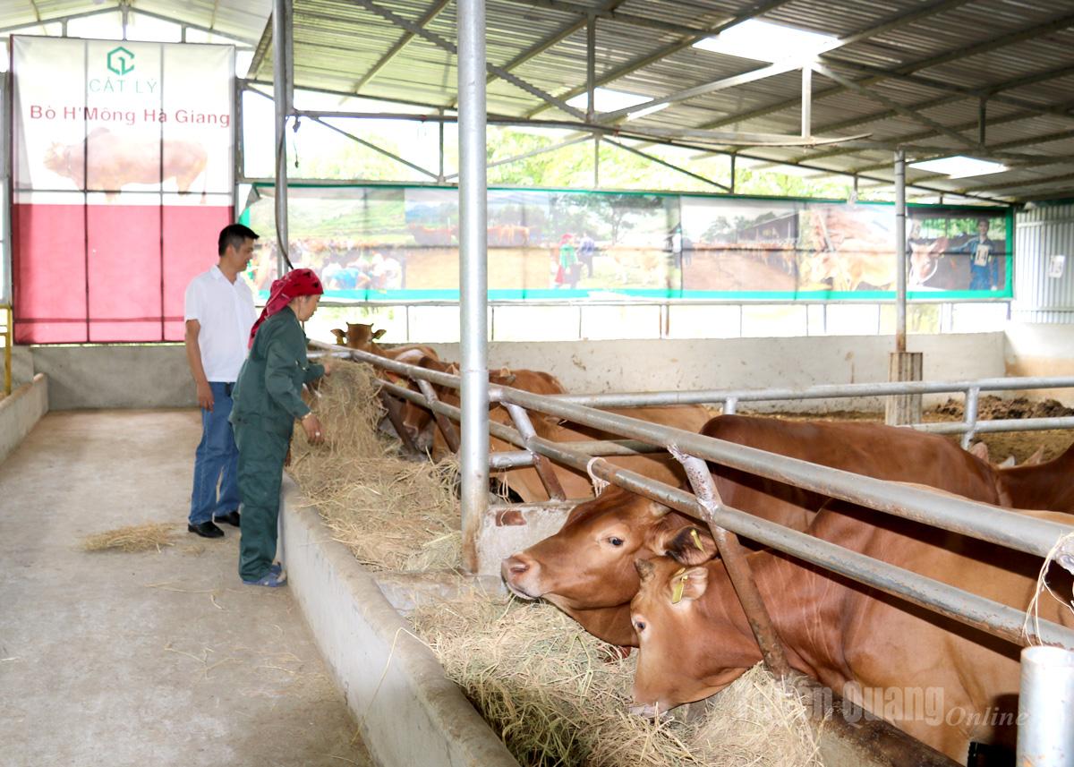Trang trại chăn nuôi bò vàng của Hợp tác xã Cát lý ở thôn Mịch B, xã Thuận Hòa.