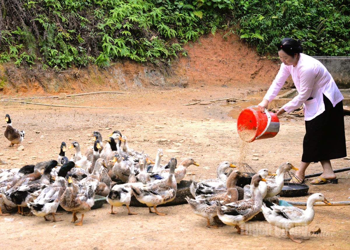 Chị 
Hoàng Thị Tám, thôn Yên Lập, xã Yên Thành phát triển 
kinh tế 
nhờ mô hình nuôi vịt bầu 
cổ xanh bản địa.