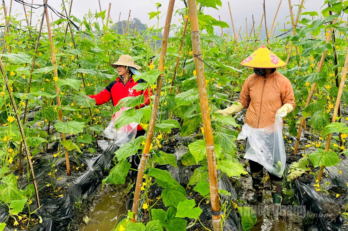 Người dân xã Vị Xuyên liên kết trồng dưa chuột hàng hóa.