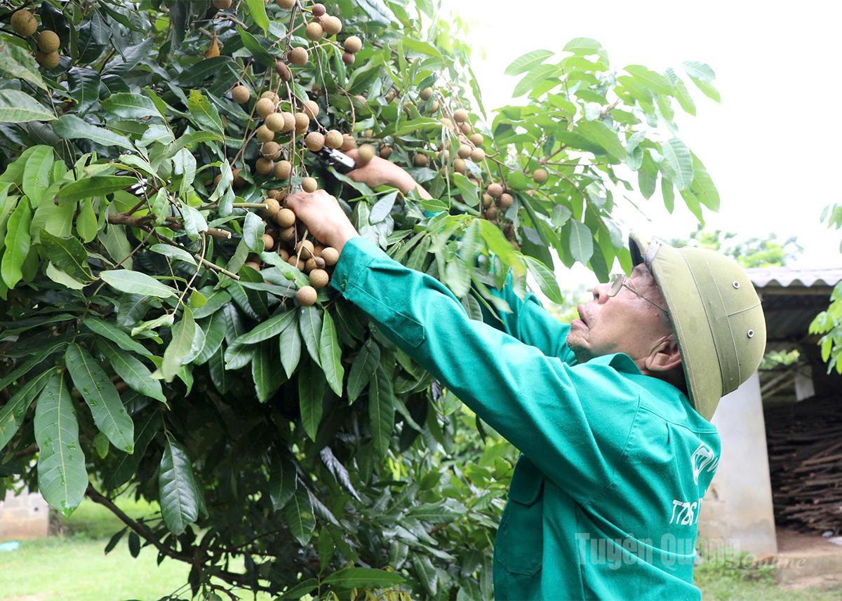 Ông Trần Mạnh Mật, Tổ dân phố Đồng Lem, phường An Tường chăm sóc vườn nhãn.