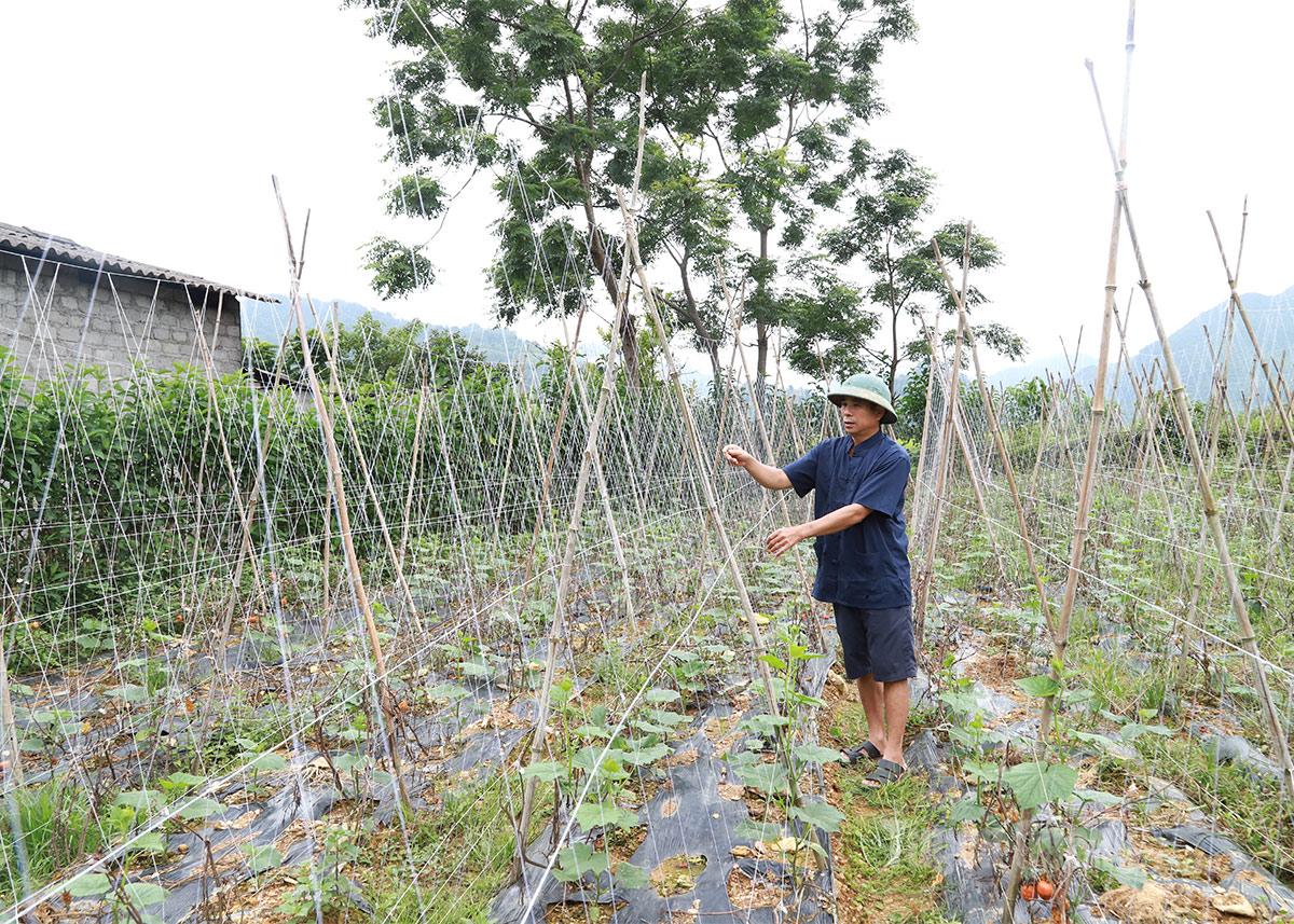 Ông Dỉ Xuân Cường, thôn Thanh Long chăm sóc vườn dưa chuột.