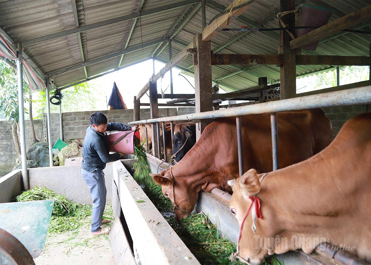 Anh Hùng Văn Sinh, thôn Lùng Cáng 
chuyển đổi từ trồng ngô sang trồng cỏ gắn với chăn nuôi đem lại 
thu nhập ổn định.