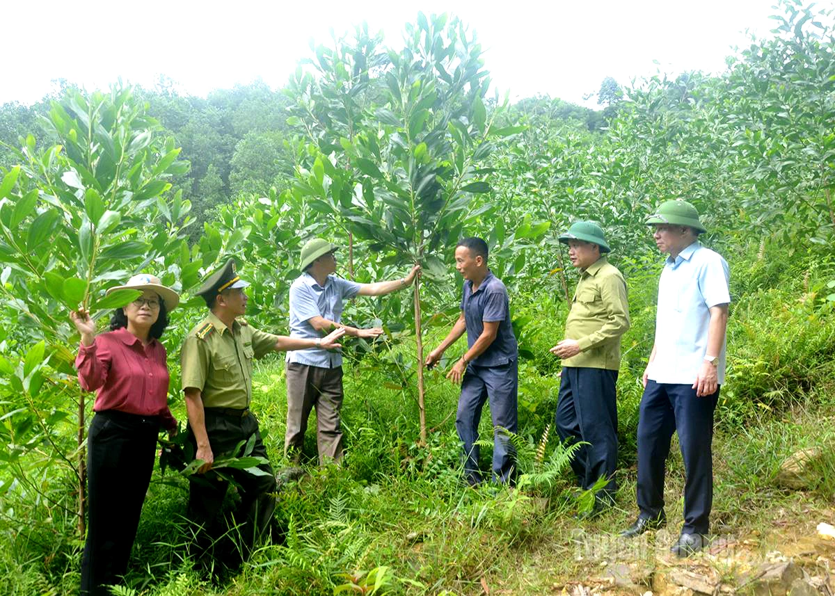 Vườn keo cấy mô của người dân xã Tân An được hỗ trợ theo Nghị quyết 03 của HĐND tỉnh phát triển tốt.