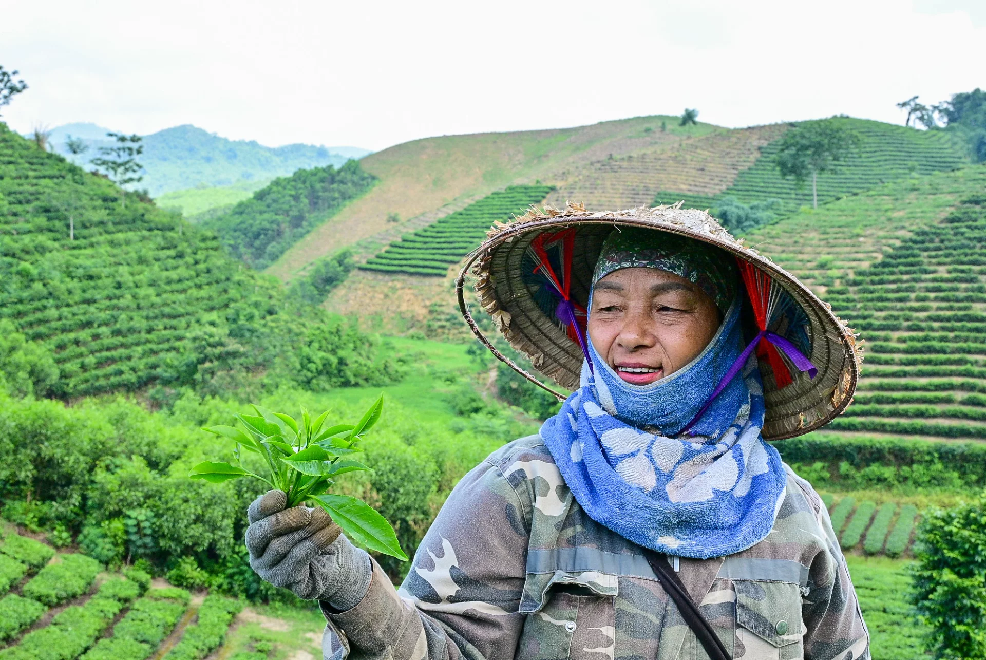 Tea bubs are harvested following the standard of selecting one bud with two leaves.