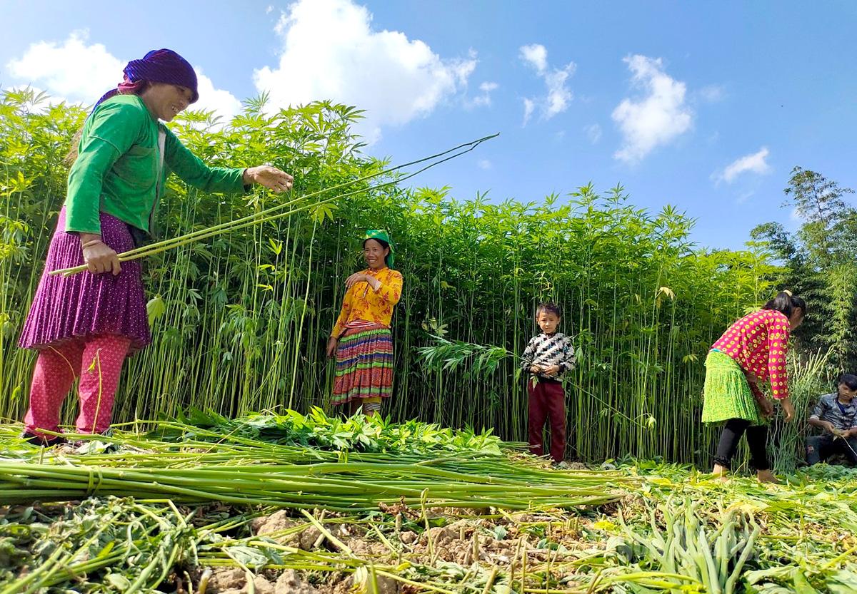 Local people annually plant flax trees in February and harvest them after 90 days.