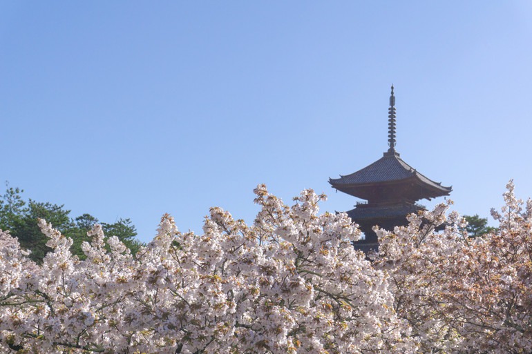 Kyoto, Nhật Bản. Ảnh: Booking.com