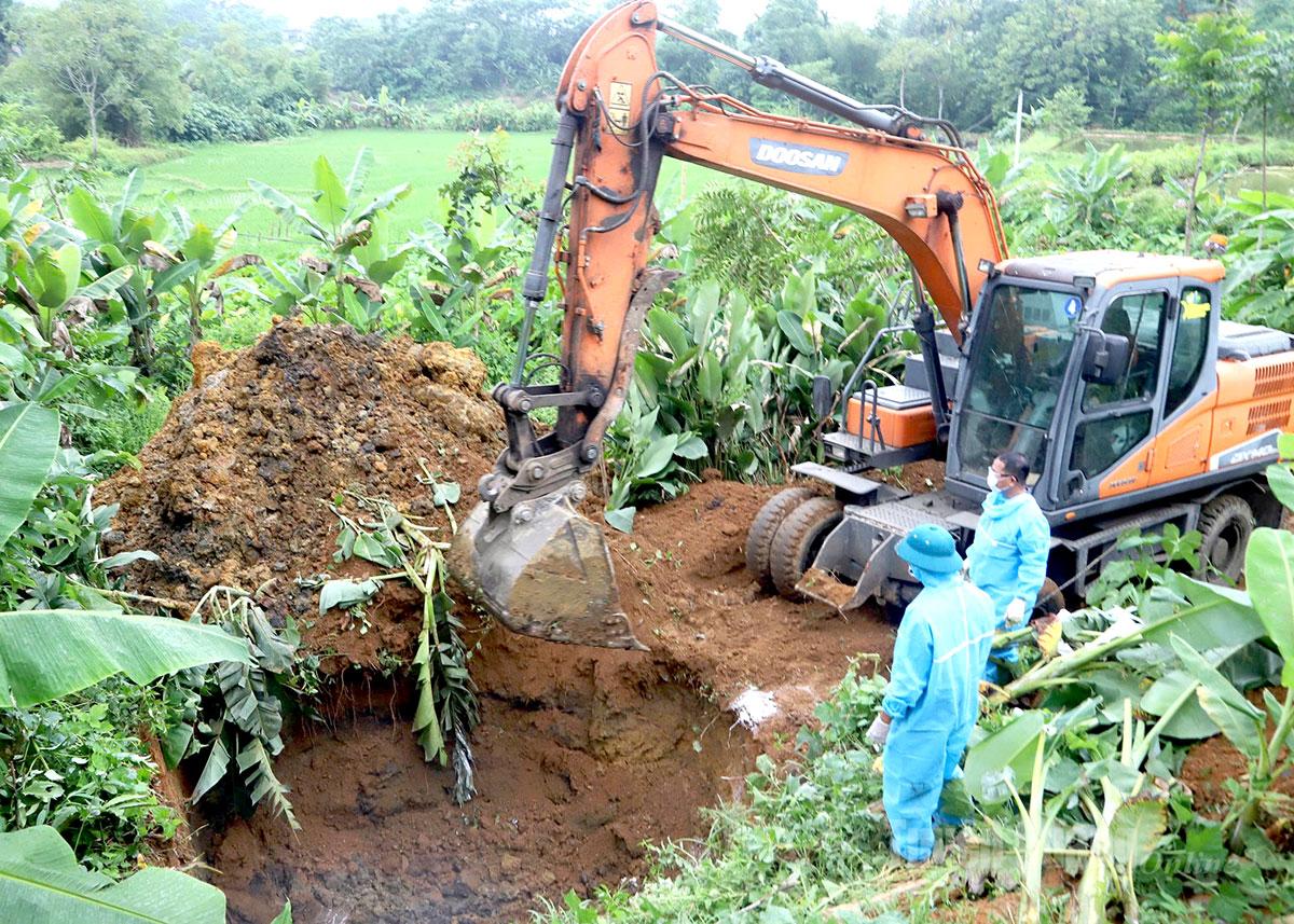 Lực lượng chức năng xã Bắc Quang tiêu huỷ lợn mắc bệnh dịch tả lợn châu Phi