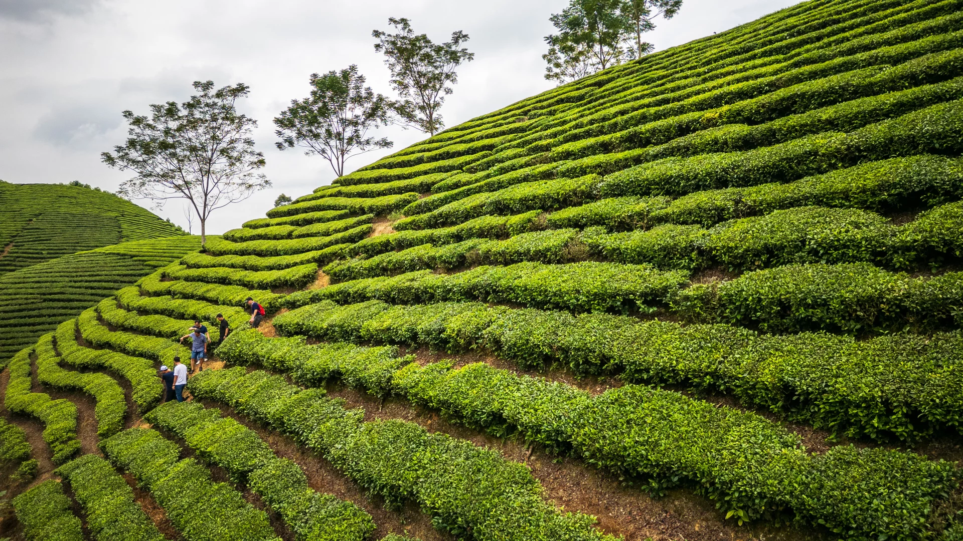 Due to the steep terrain, tea is primarily harvested by hand.