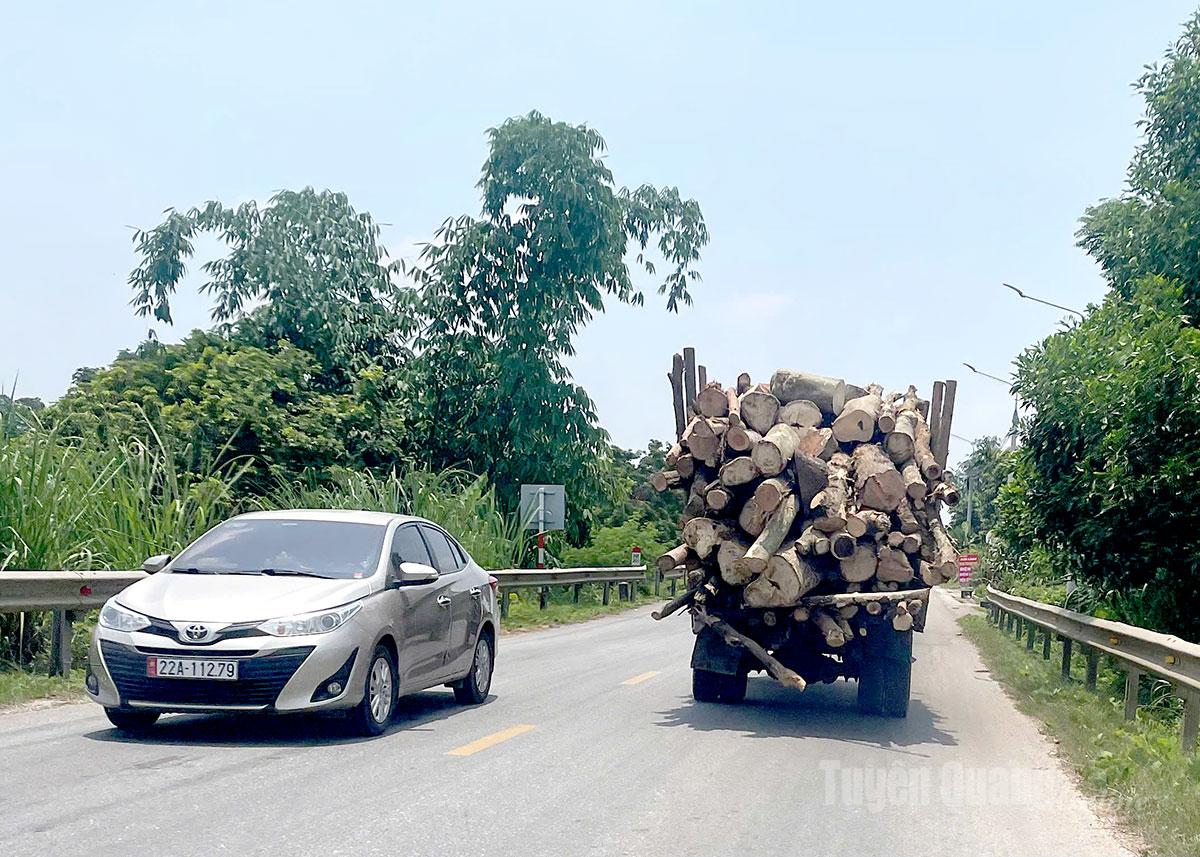 Xe chở gỗ cồng kềnh, không được che chắn cẩn thận lưu thông trên tuyến đường đoạn qua địa phận xã Thái Bình, tiềm ẩn nguy cơ mất an toàn giao thông. (Ảnh chụp lúc 11h30 ngày 9-7-2025).