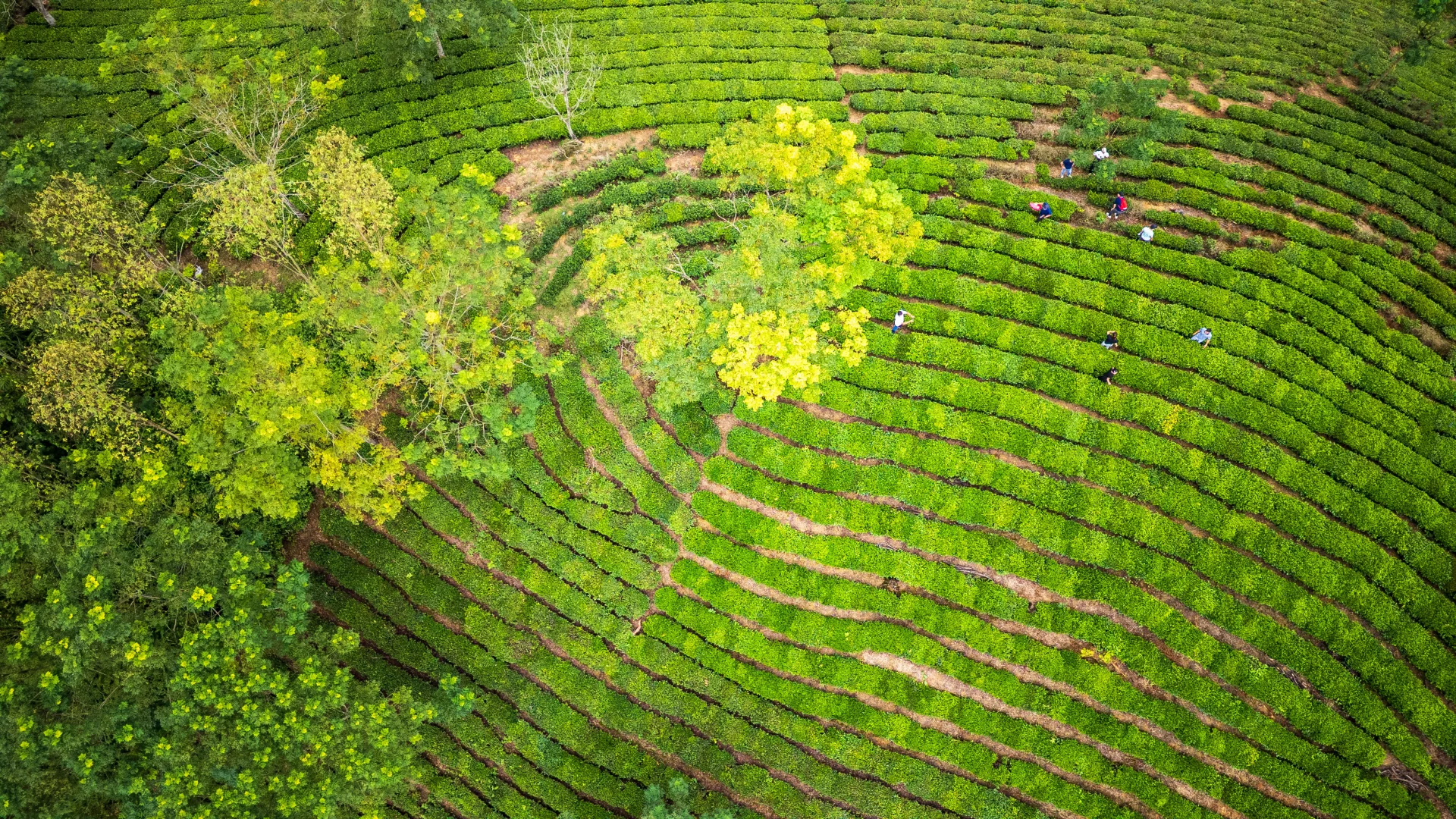 The beauty of the tea hills in Vinh Tan attracts tourists to visit and take photos.