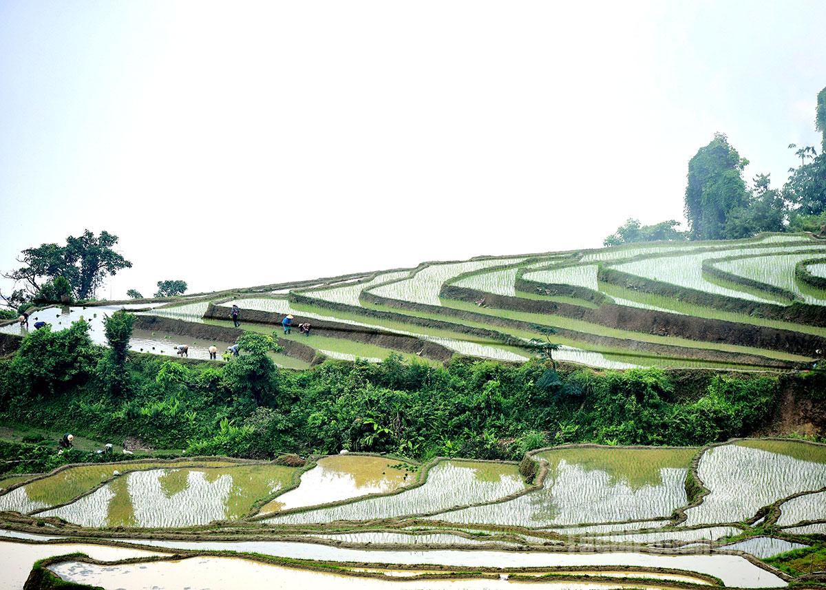 Mây sà xuống ruộng...