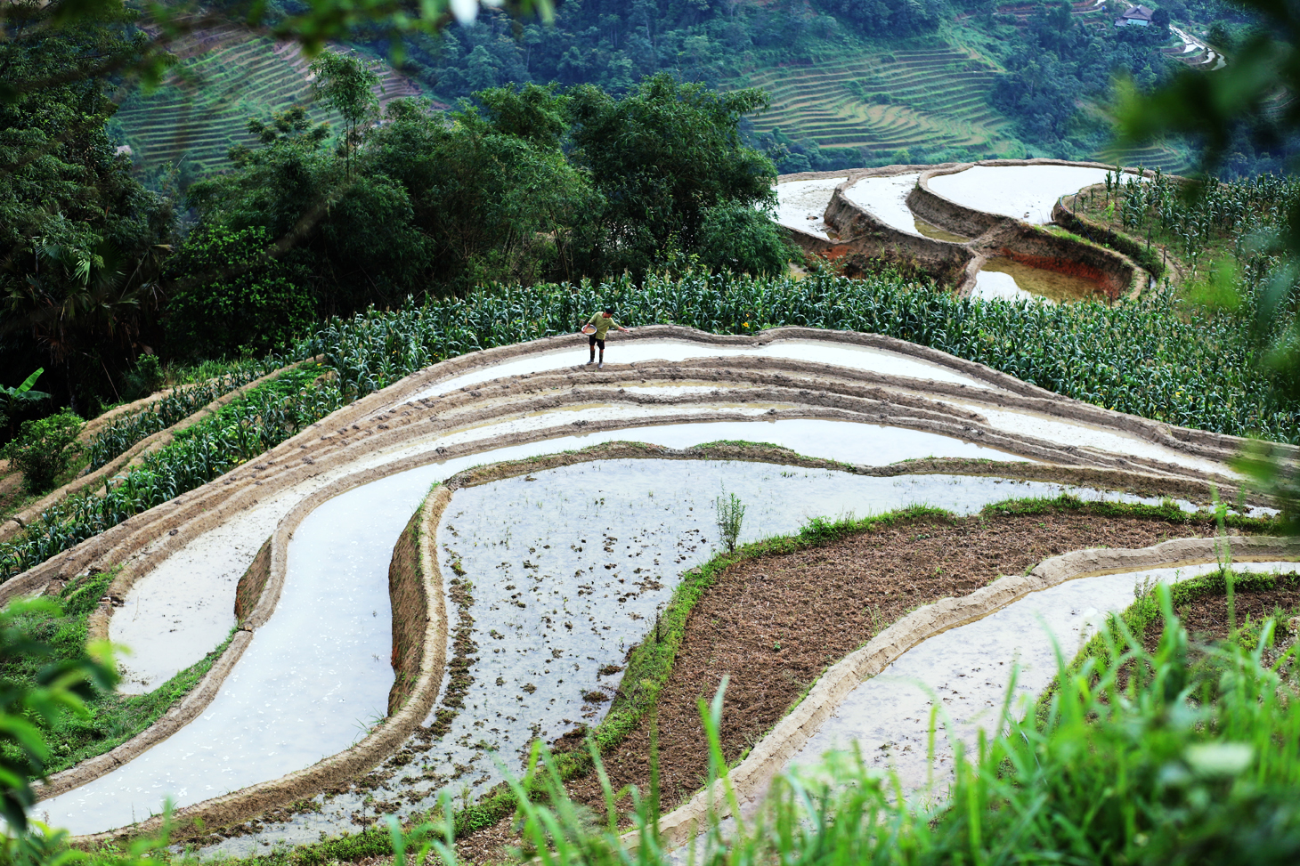 Local farmers begin sowing rice in preparation for a new crop.