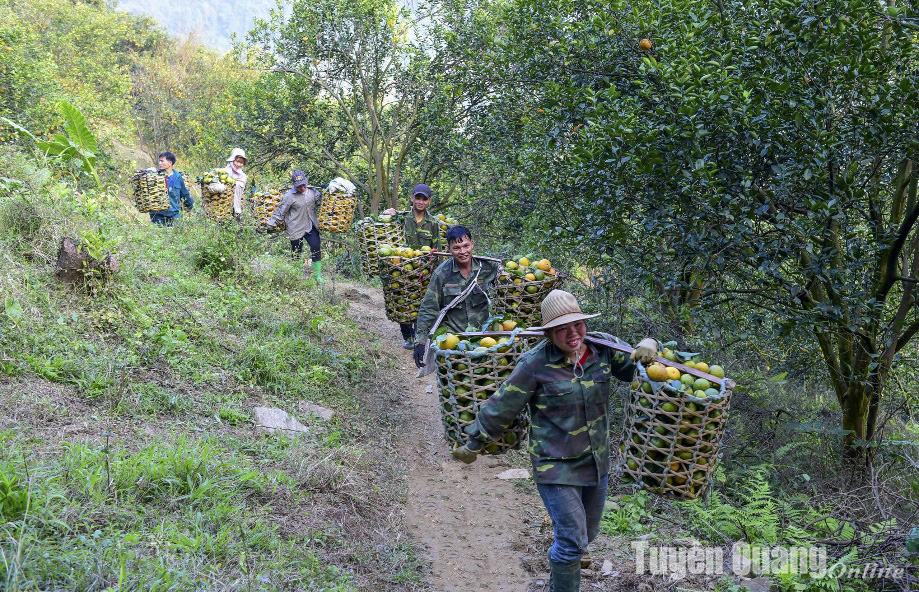 Farmers in Phu Luu commune harvesting Sanh oranges.