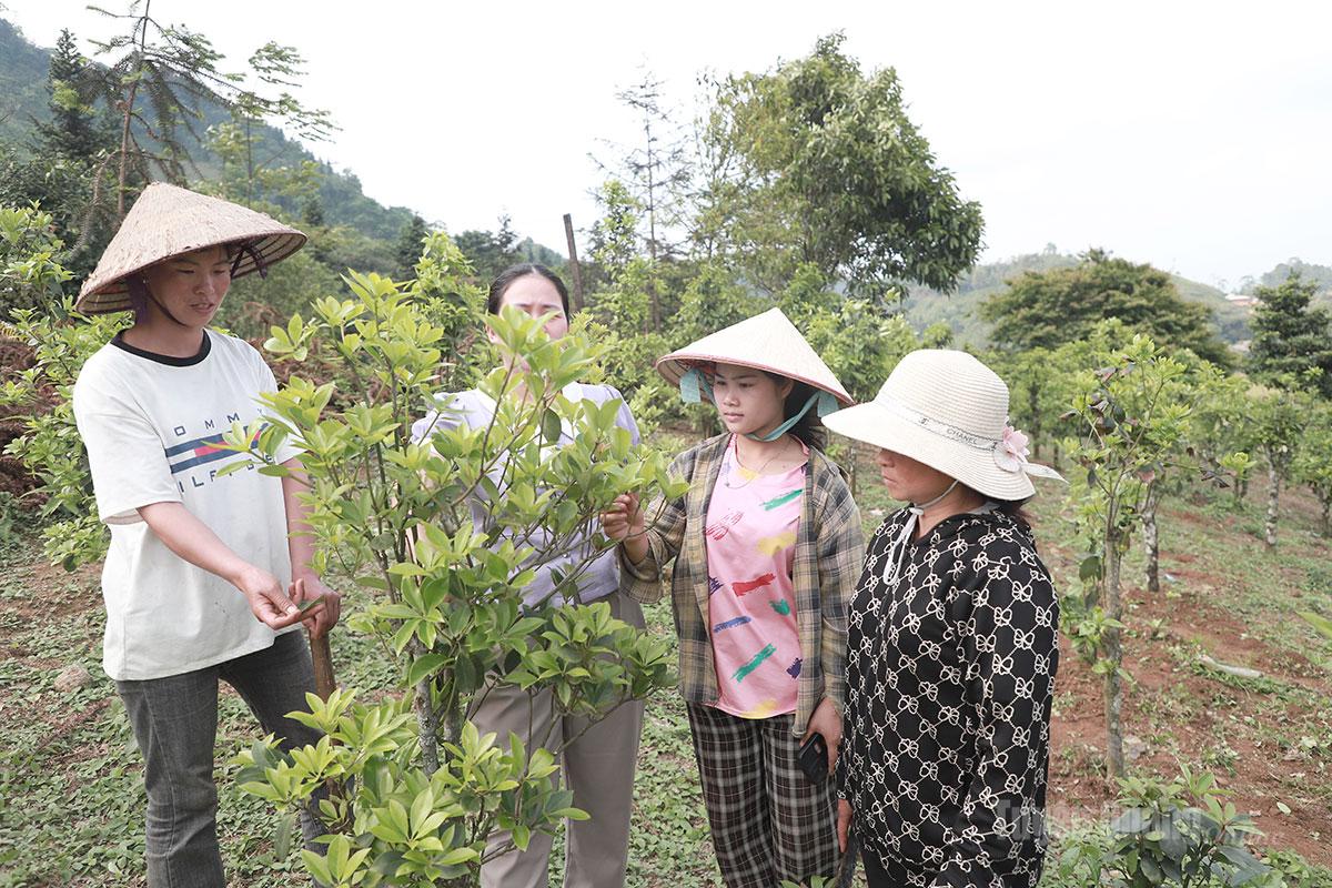 Cây hồi ở Bắc Mê không chỉ để lấy hoa làm gia vị mà còn
được chưng cất thành tinh dầu.