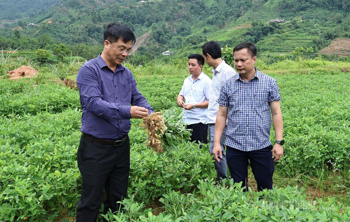 Lãnh đạo xã Khuôn Lùng trao đổi với đơn vị liên kết về mô hình trồng lạc đỏ.