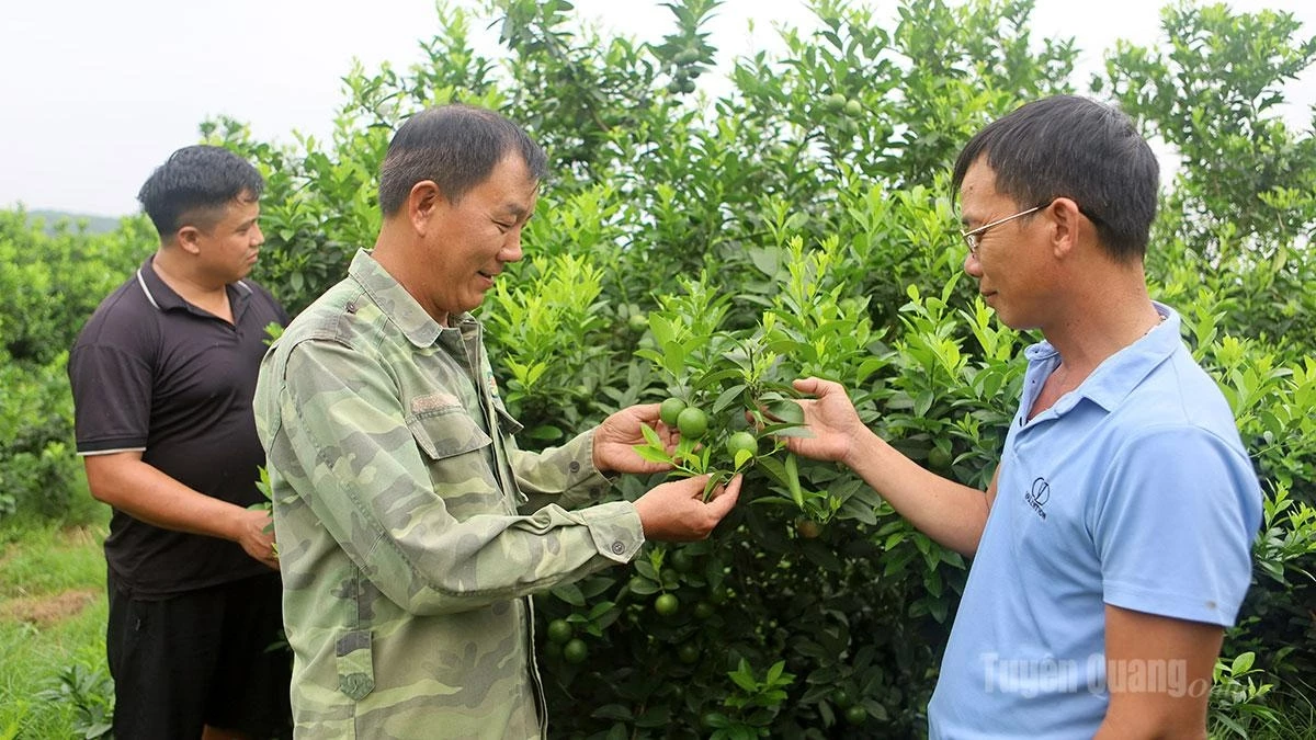 Long Van Hanh (left) introduces the seedless lime crop.