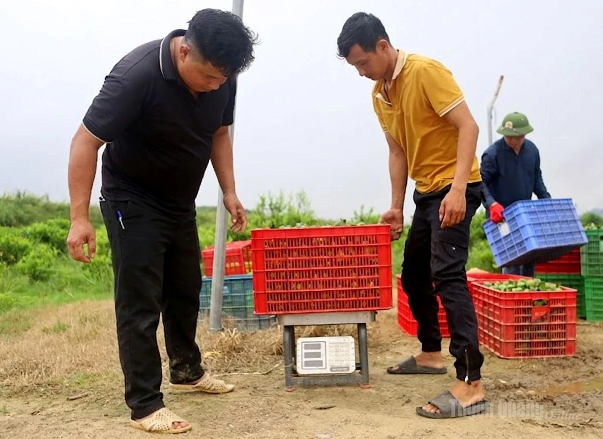 Traders purchase limes directly at the orchard for more than VND 20,000 per kilogram.