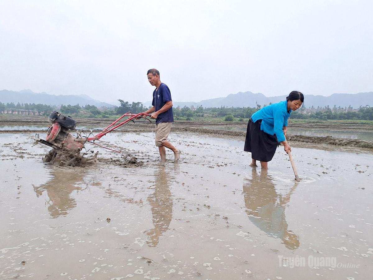 Người dân phường Hà Giang 1 làm đất, bảo đảm tiến độ gieo cấy vụ Hè - Thu theo kế hoạch.