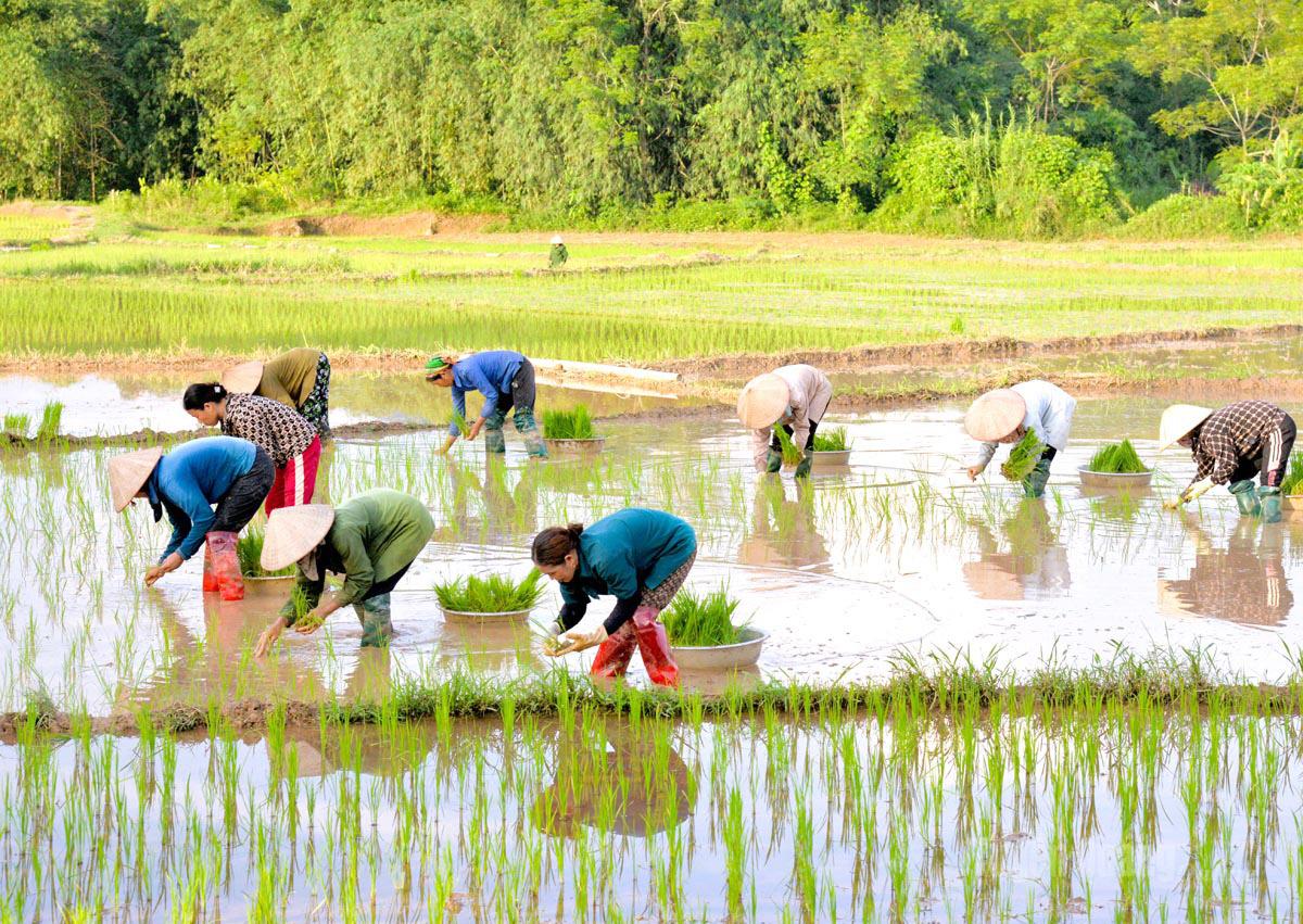 Khẩn trương gieo cấy lúa mùa đúng khung thời vụ