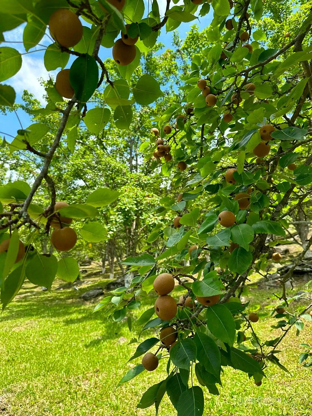 This year, favorable weather conditions have resulted in a more abundant pear harvest.
