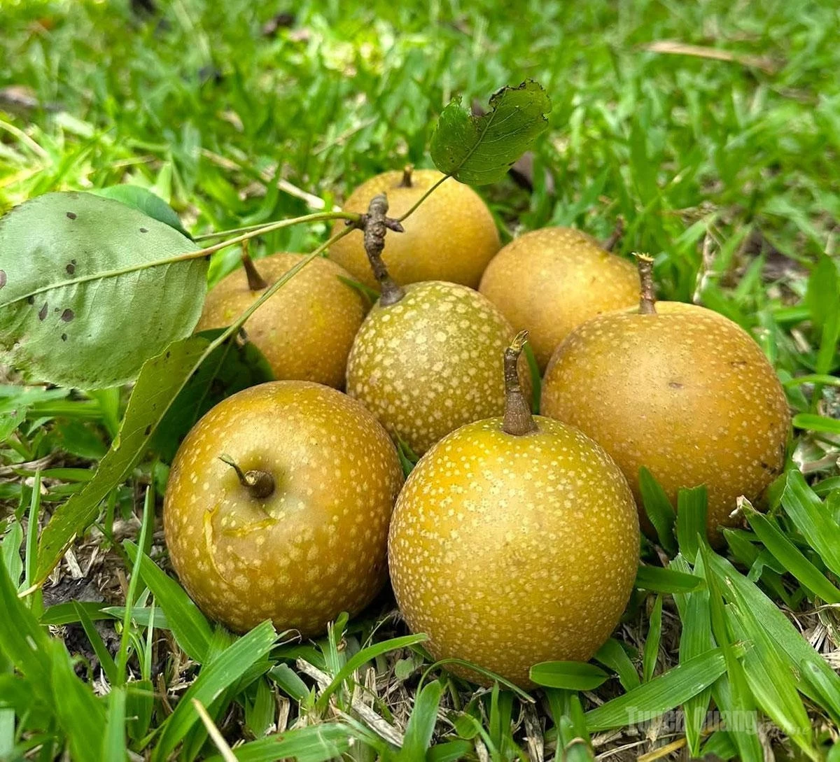 The golden-ripe pears are especially appealing.