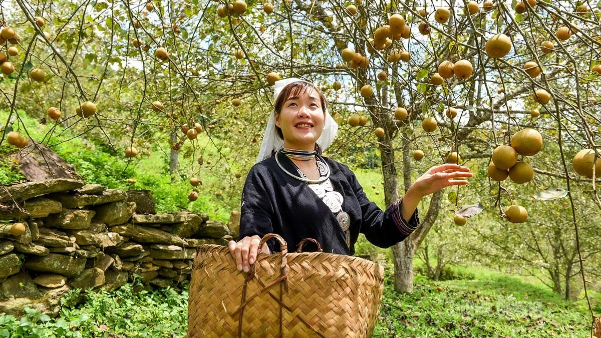 Dang Thi Ha, a resident of Khau Trang Hamlet, said this years pear season has been particularly productive, attracting large numbers of visitors eager to experience harvesting the fruit firsthand.