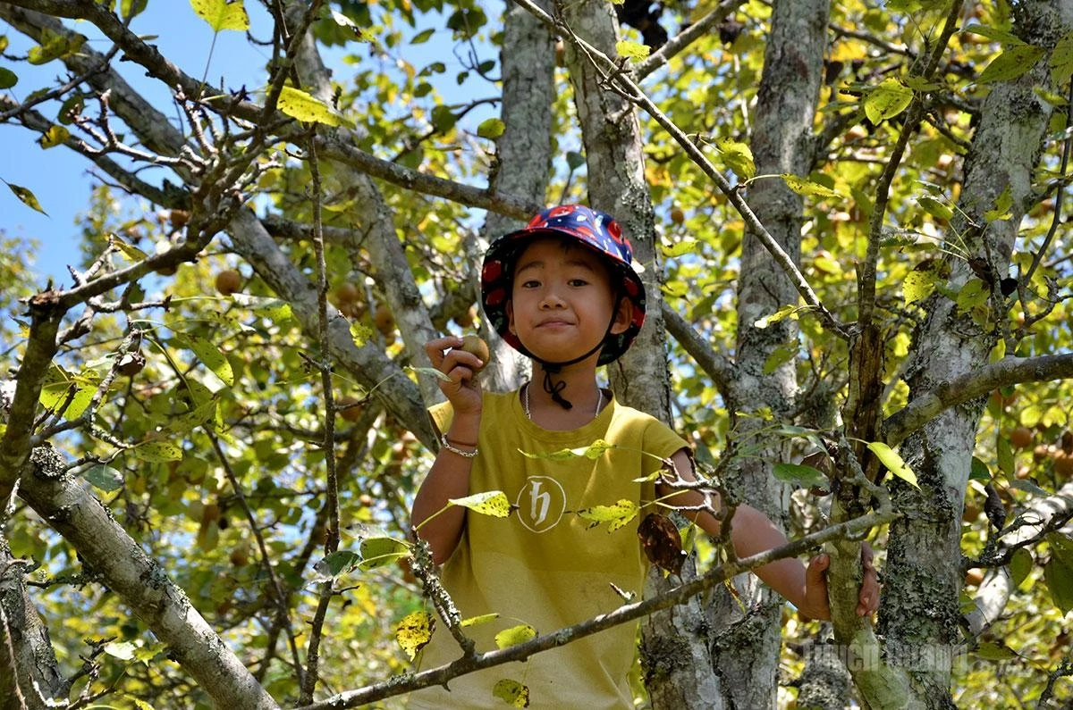 Children especially enjoy climbing the trees to pick pears and tasting the fresh fruit right in the orchard.