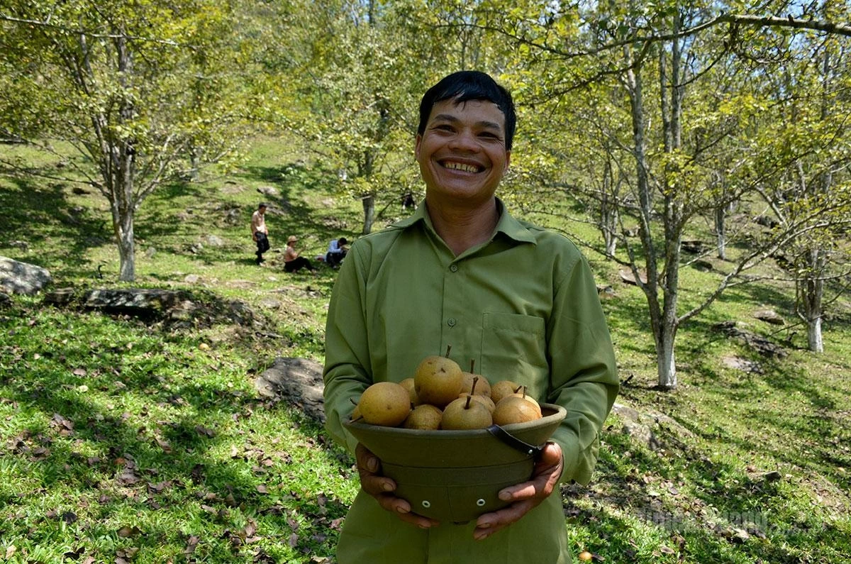 Dang Xuan Cuong, owner of a pear orchard in Khau Trang Hamlet, said he expects to earn around VND 80 million from this years harvest.