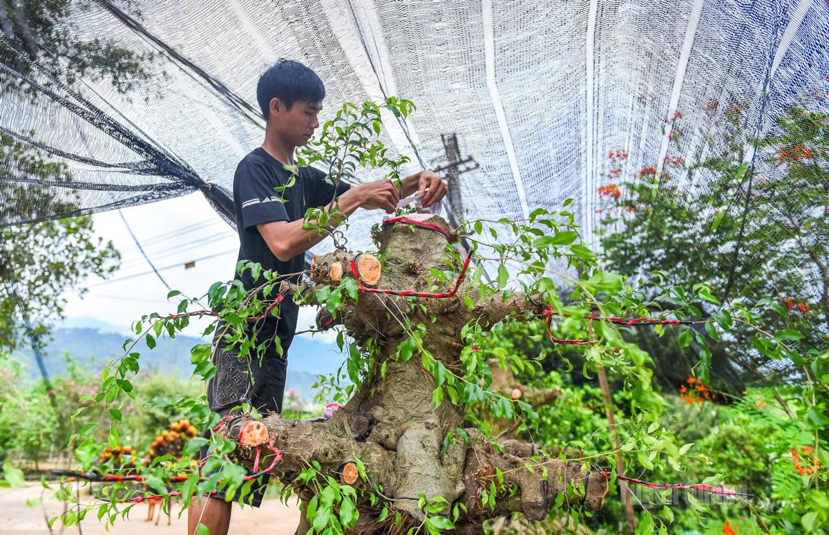 Nghề sản xuất và kinh doanh hoa, cây cảnh của
thôn Mỹ Tân,
xã Tân Quang
mang lại nguồn
thu nhập cao
cho người dân trong thôn.