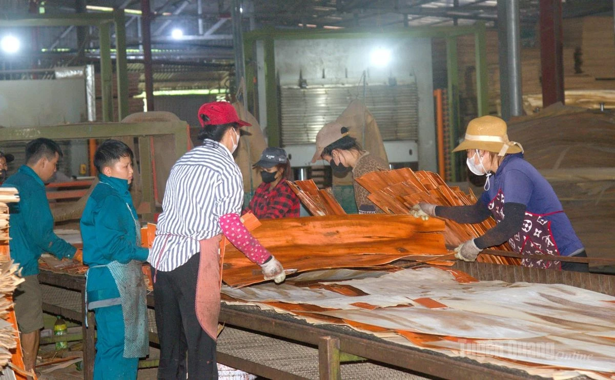 Trach Duy Joint Stock Company in Thanh Thuy Commune maintains stable plywood production for export to South Korea, the EU, and the domestic market.