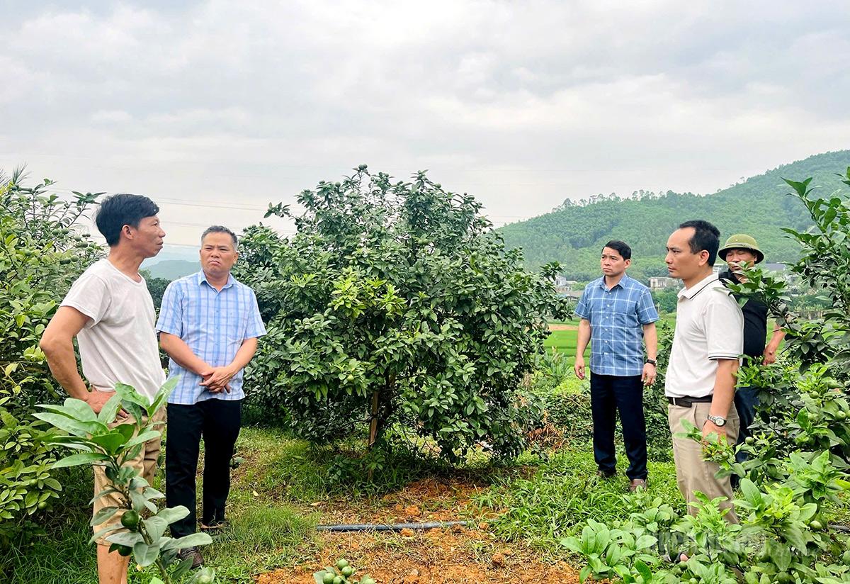 Mô hình trồng chanh tại xã Bình Ca mang lại thu nhập ổn định cho người dân, mở ra triển vọng hình thành vùng sản xuất tập trung sau sáp nhập thôn.
