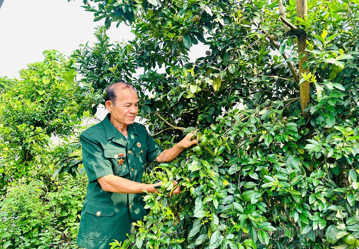Cựu chiến binh Đỗ Văn Thể, tổ dân phố Giếng Đõ, 
phường Mỹ Lâm chăm sóc vườn chanh của gia đình.