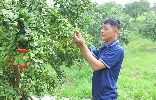 Ông Nguyễn Xuân Hiển, thôn Gia Cát, xã Phú Lương thu nhập cao 
từ trồng chanh ghép gốc bưởi.