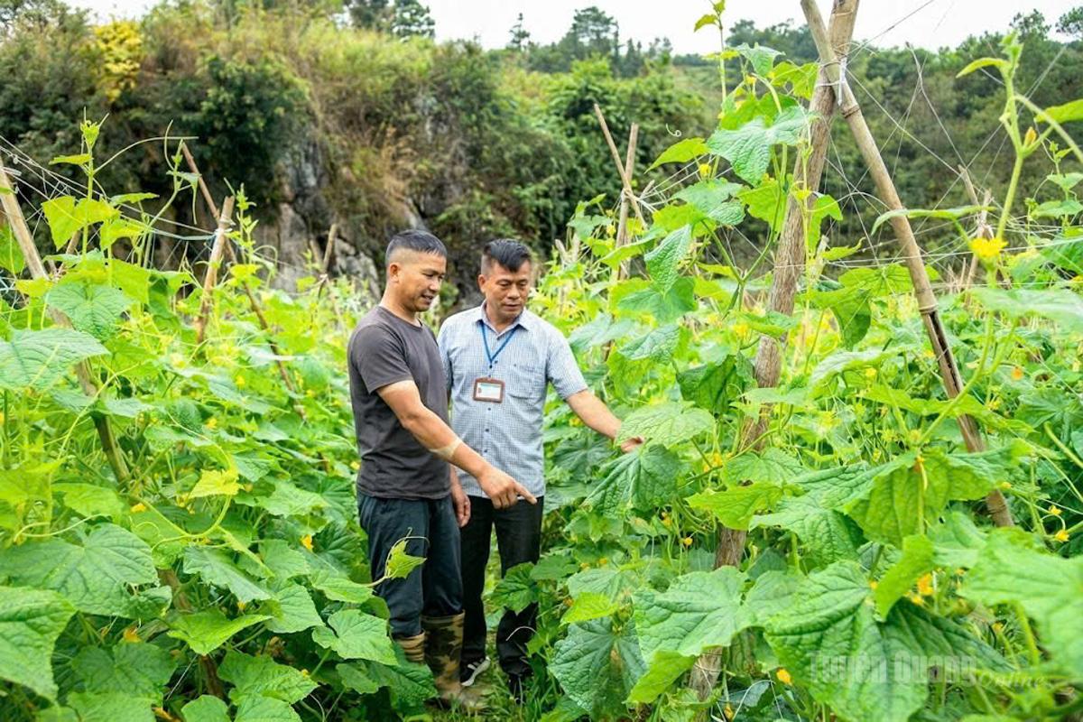 Mô hình trồng dưa chuột liên kết tại thôn Na Sàng, xã Bạch Đích.
