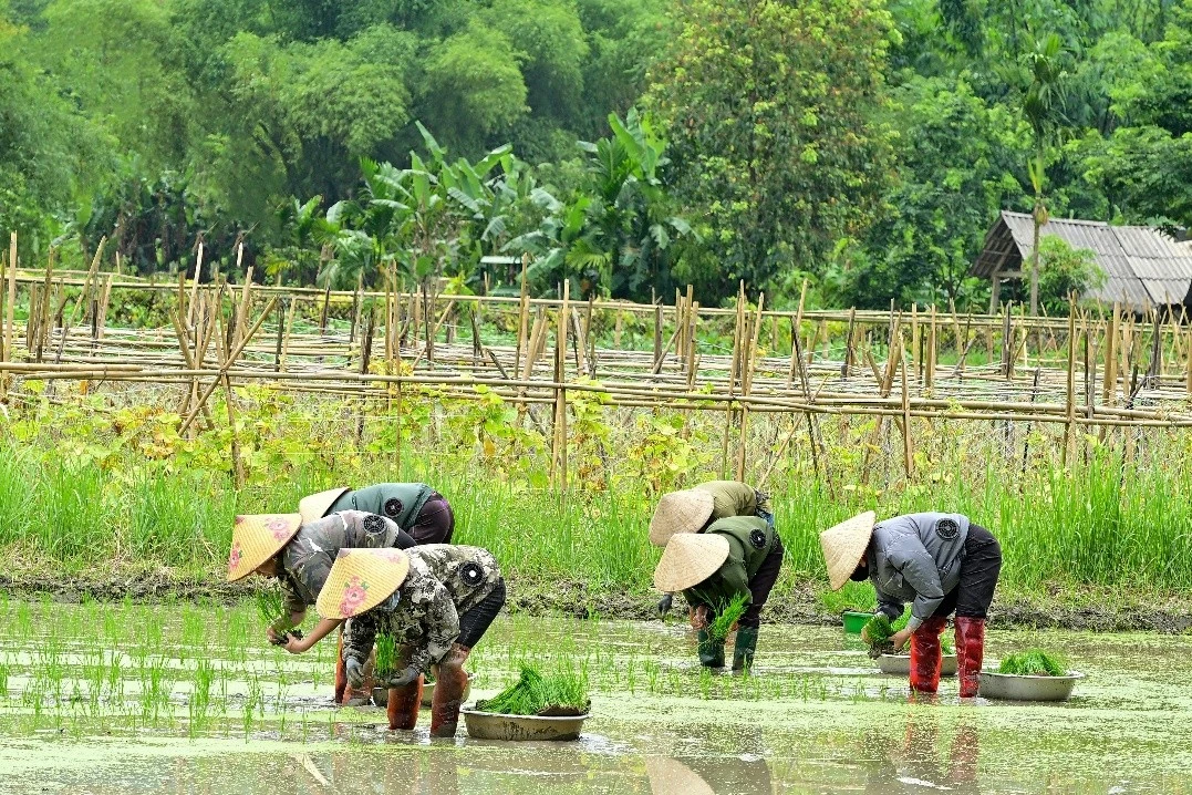 Mùa cấy ở thôn Làng Chang, xã Yên Nguyên.