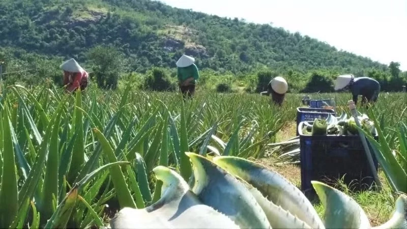 Ban hành nhiều chính sách ưu đãi về khuyến nông