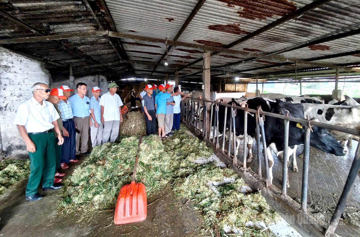 Đoàn tham quan, tìm hiểu  mô hình chăn nuôi bò sữa tại phường Vân Sơn.