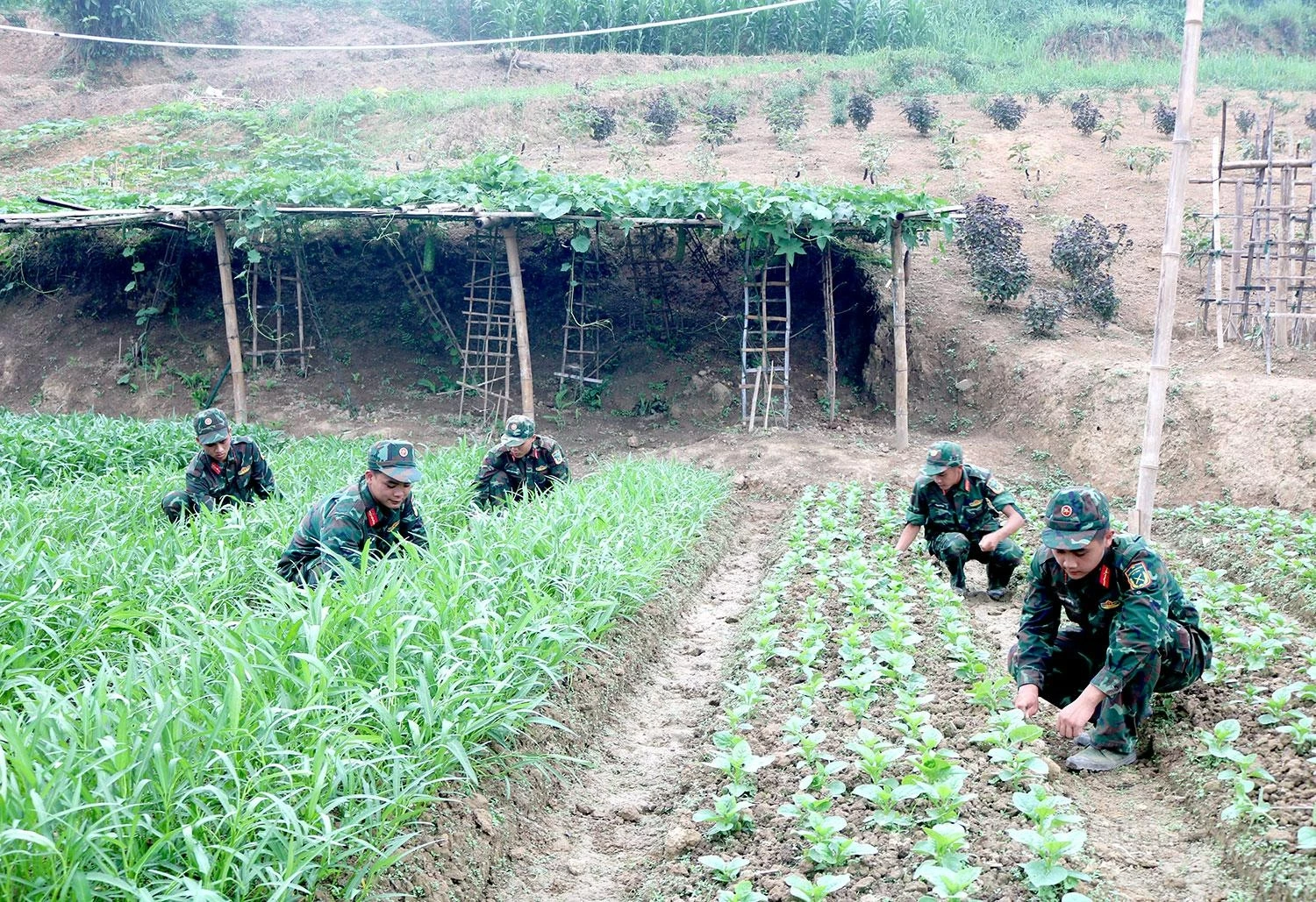 After completing their field operations, officers and soldiers actively engage in agricultural production to help improve daily living conditions.