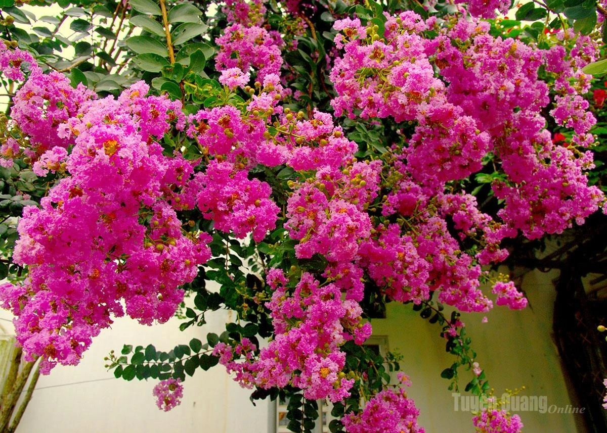 Crape myrtle flowers come in a variety of colors, including pink, red and white, with pink being the most commonly planted.