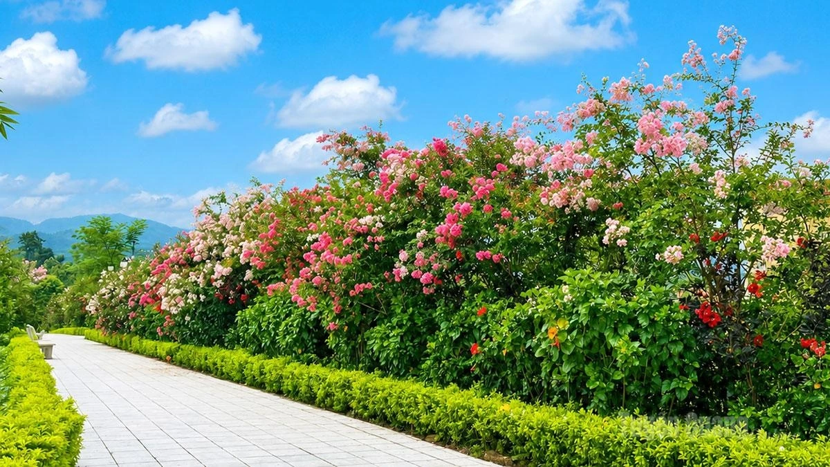 Crape myrtle flowers bloom in abundance along the main roads in the center of Quang Binh Commune.