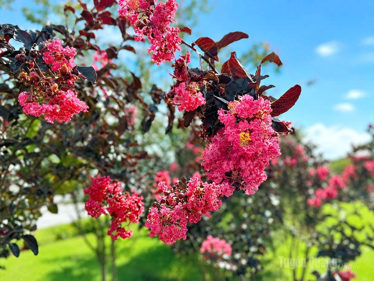 Clusters of tiny blossoms form large canopies, creating a gentle yet eye-catching display.