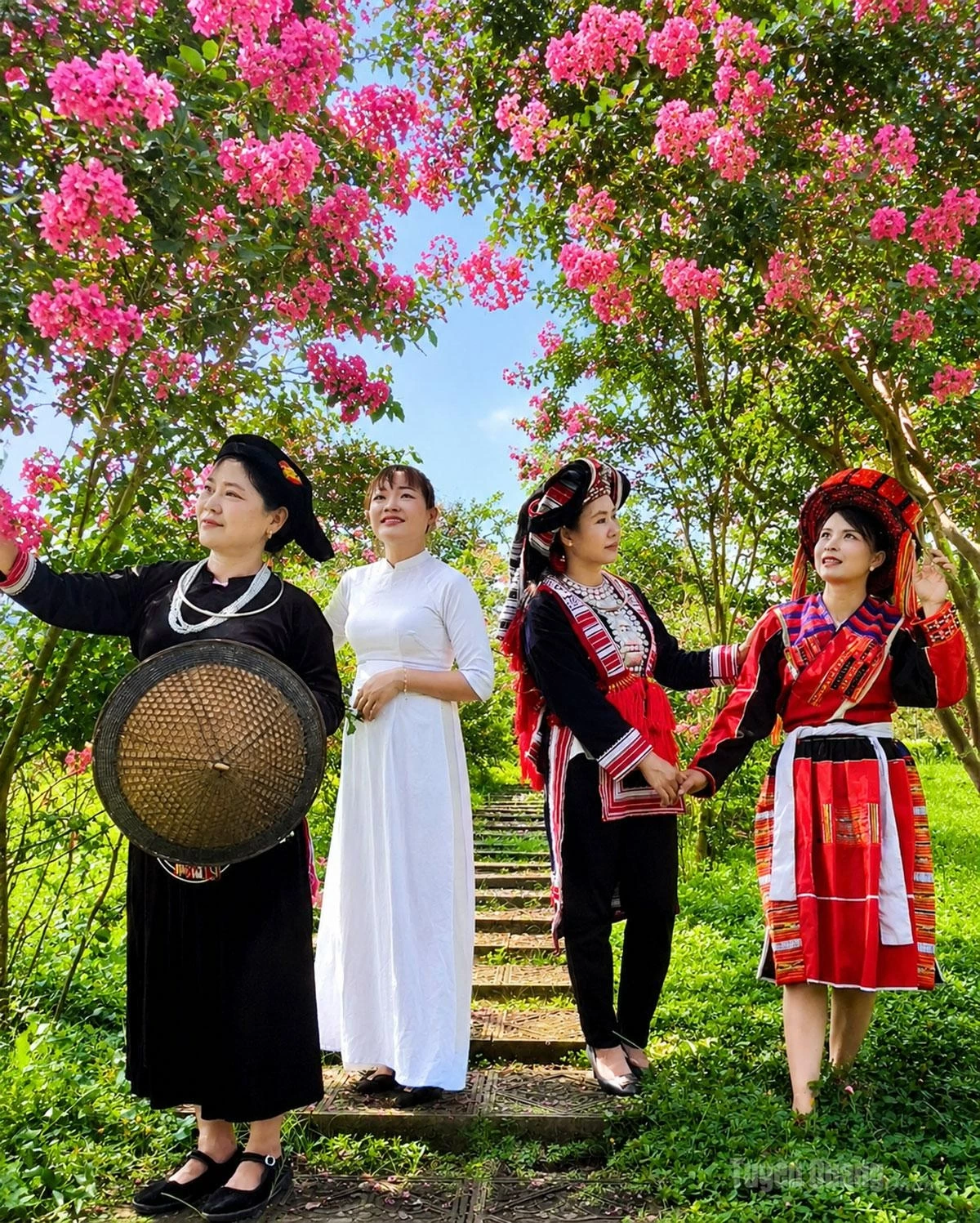 The traditional costumes of local ethnic communities blend harmoniously with the pink hues of the crape myrtle blossoms, highlighting the cultural beauty of the highland region.