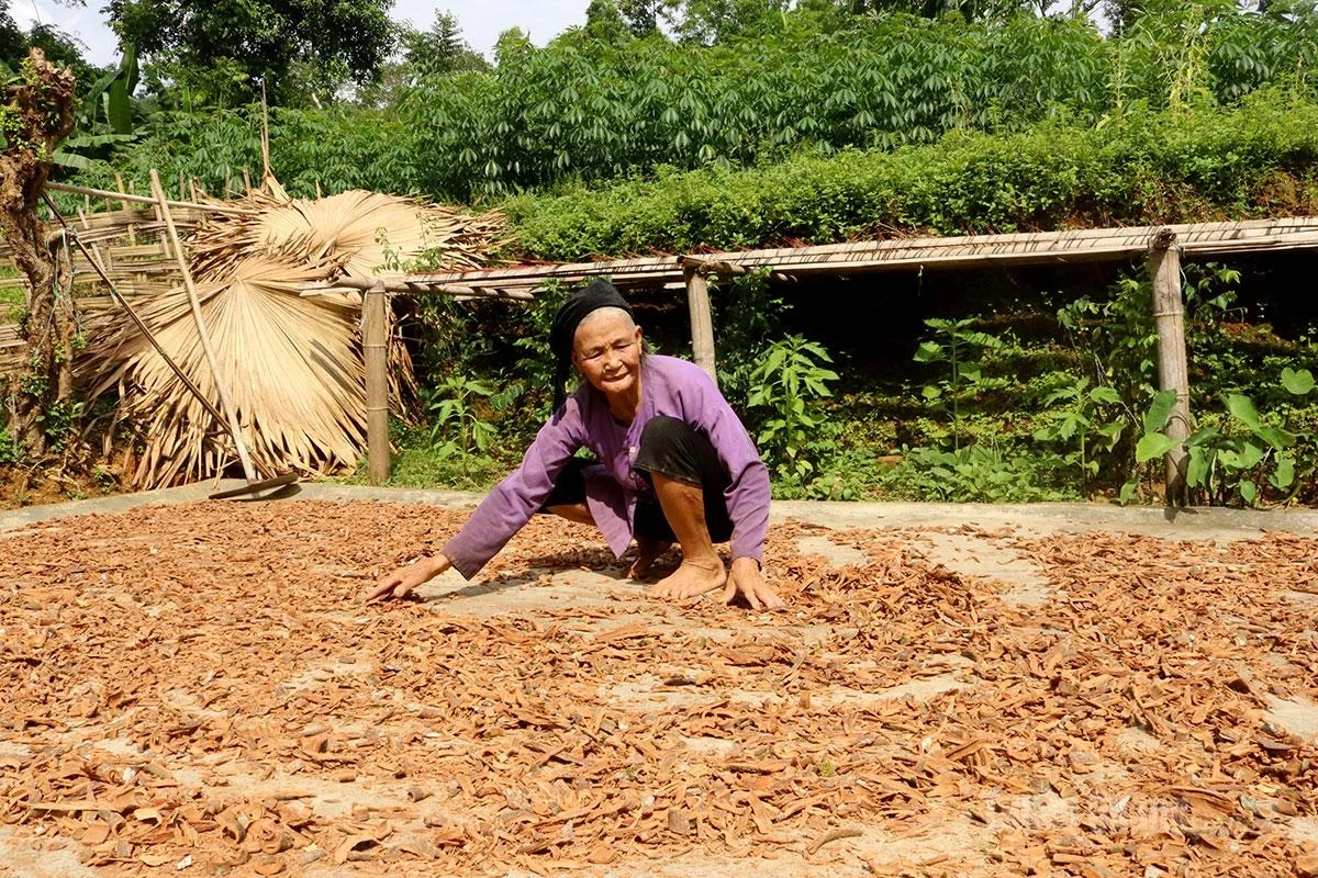 The incense powder used by the Tay people in Linh Ho Commune is made from cinnamon bark and the bark of forest vines. After being collected from the forest, the bark is chopped into small pieces and dried.