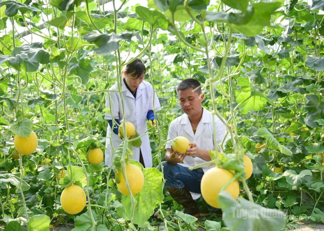 Nguyen Viet Lam’s greenhouse model, featuring melons and various vegetables, has generated high economic returns.