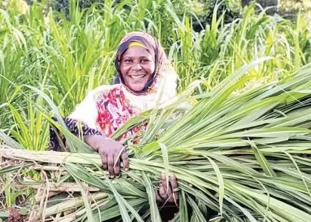Farmers harvest crops in Tanzania. (Photo: XINHUA)
