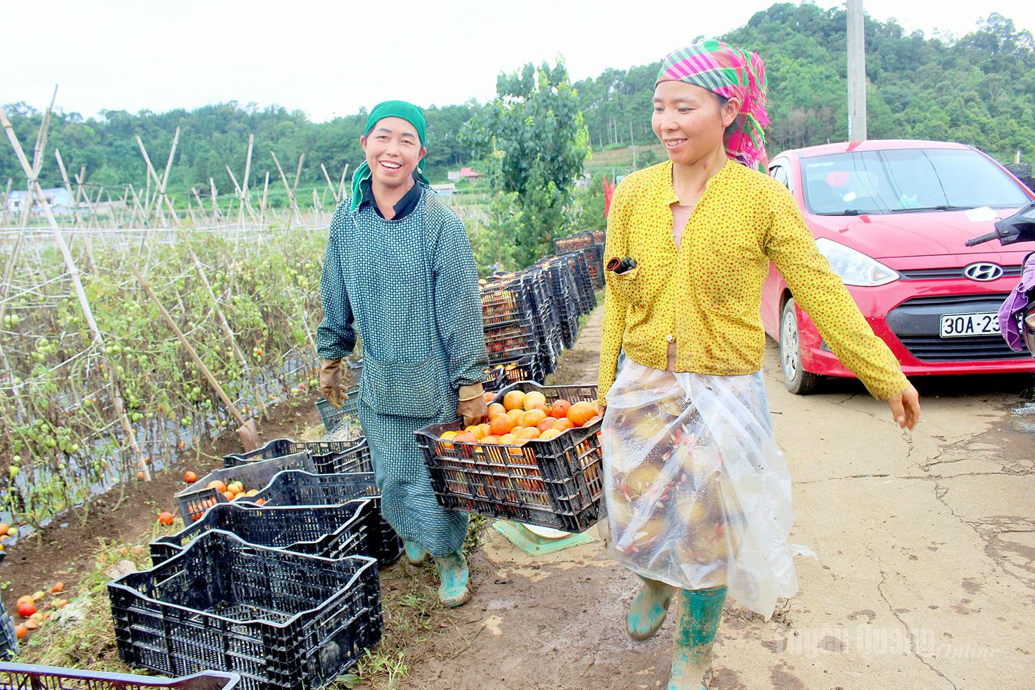Những sọt cà chua đầy ắp nối nhau rời ruộng, mang theo niềm vui được mùa của người dân thôn Quyết Tiến.